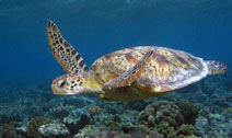 Low Isles snorkel with turtles